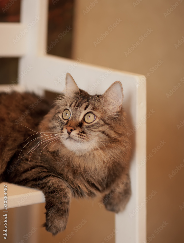 Beautiful fluffy brown striped cat sitting on the chair.