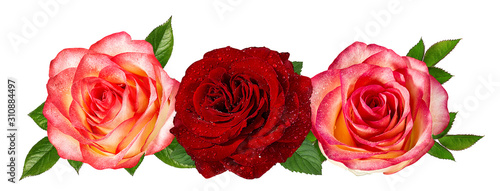 Fresh beautiful rose with dewdrops isolated on white background with clipping path