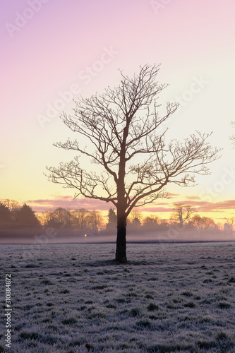 Single tree at dawn on a frosty, misty morning