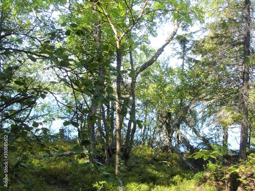 Trees on the lake on a summer day