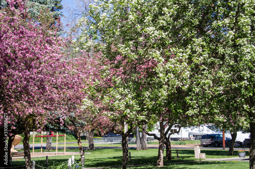 cherry tree in park