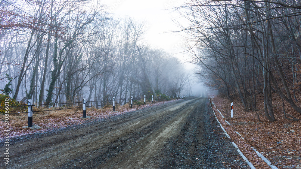 Obraz premium Fog in the forest