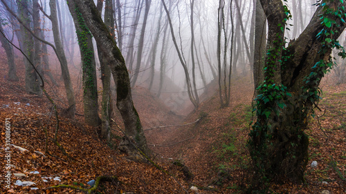 Misty autumnal forest