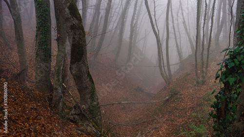 Misty autumnal forest