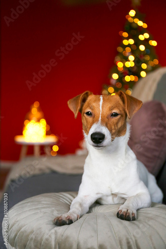 Jack Russell terrier as christmas present for children concept. Four months old adorable doggy on couch by the holiday tree, festive bokeh lights. Festive background, close up, copy space.