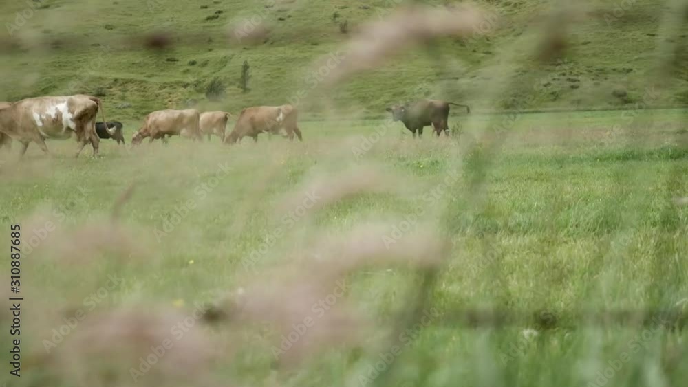 Icelandic Cattle Herd in Meadow, Change Rack Focus From Grass to Animals, Wide Shot Icelandic Cattle Herd in Meadow, Change Rack Focus From Grass to Animals, Wide Shot