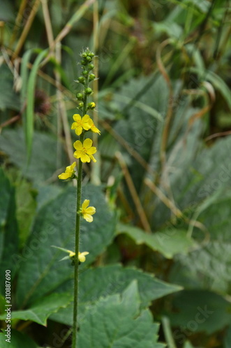 Common agrimony (Agrimonia eupatoria)