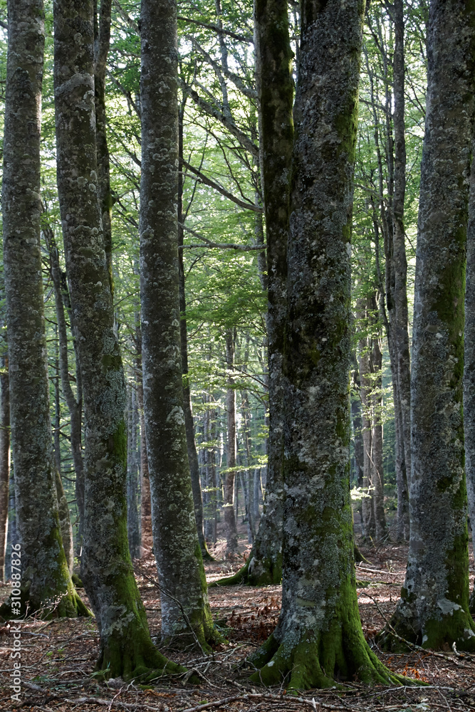 Obraz premium Bosque