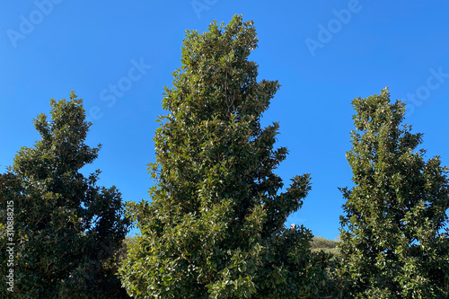 tree on background of blue sky