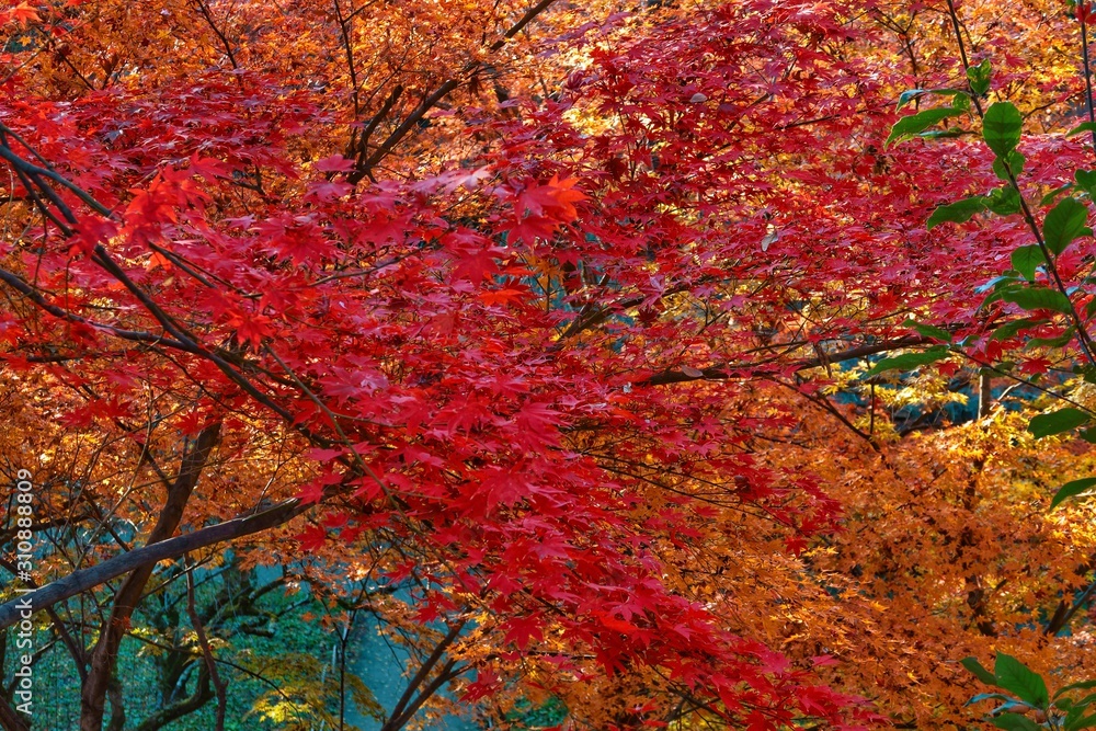colorful autumn leaf festival in japan colorful autumn leaf festival in japan