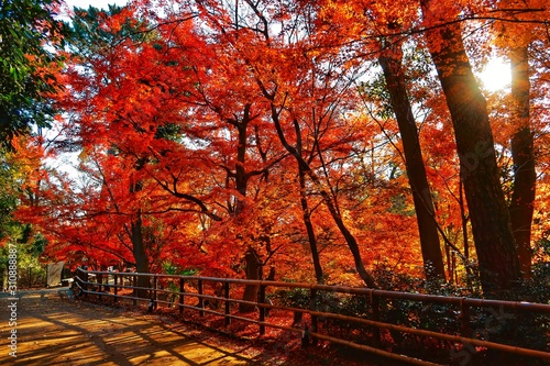 colorful autumn leaf festival in japan
