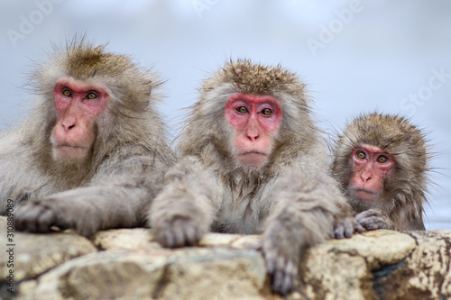 Photography Wild monkeys at Jigokudani hotspring (Japan)