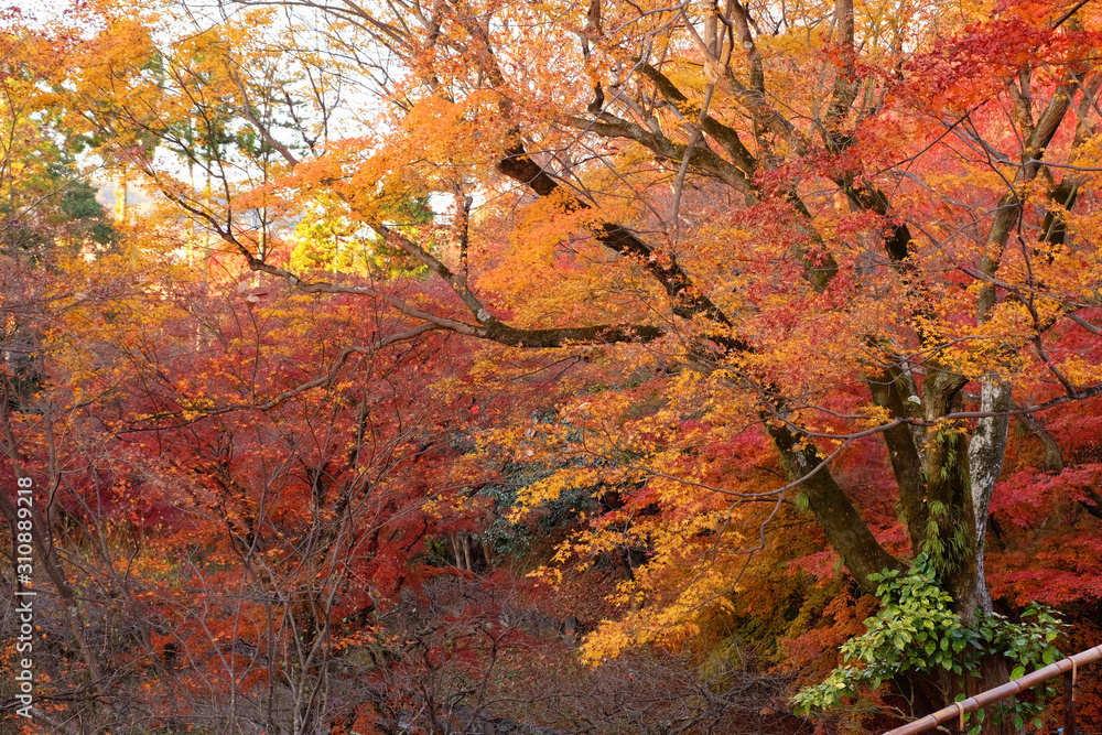 view of colorful tree in japan