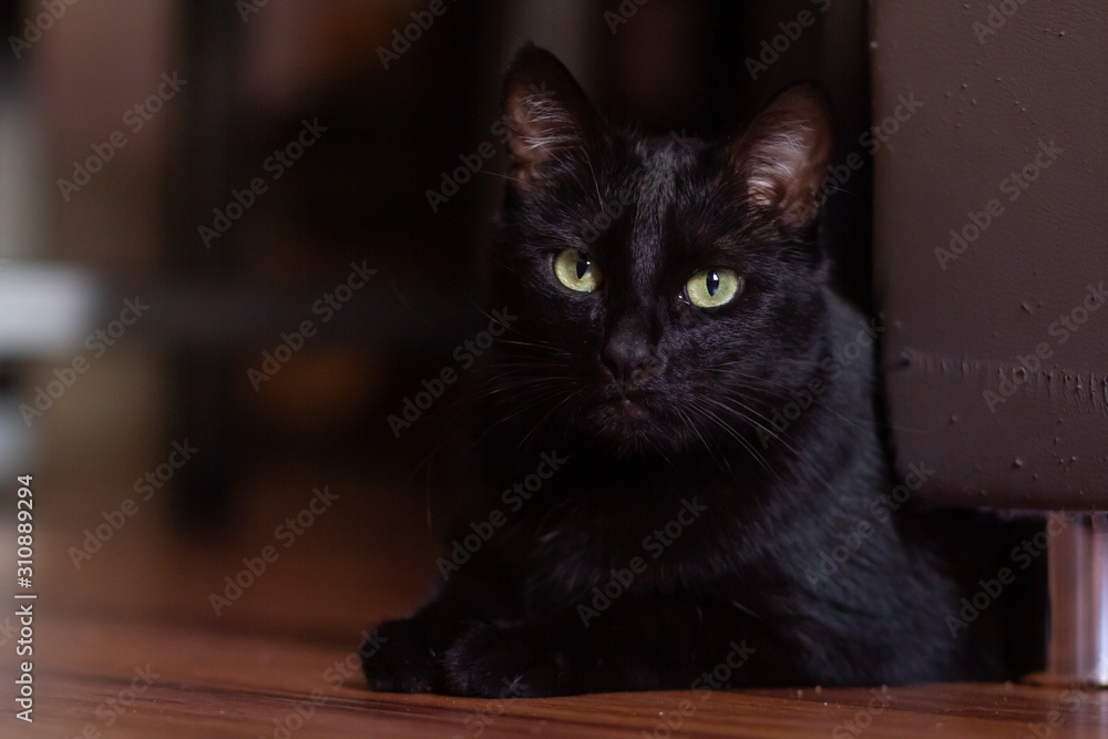 Black Cat 1