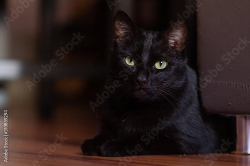 Black Cat 1