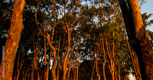 Trees on sunset