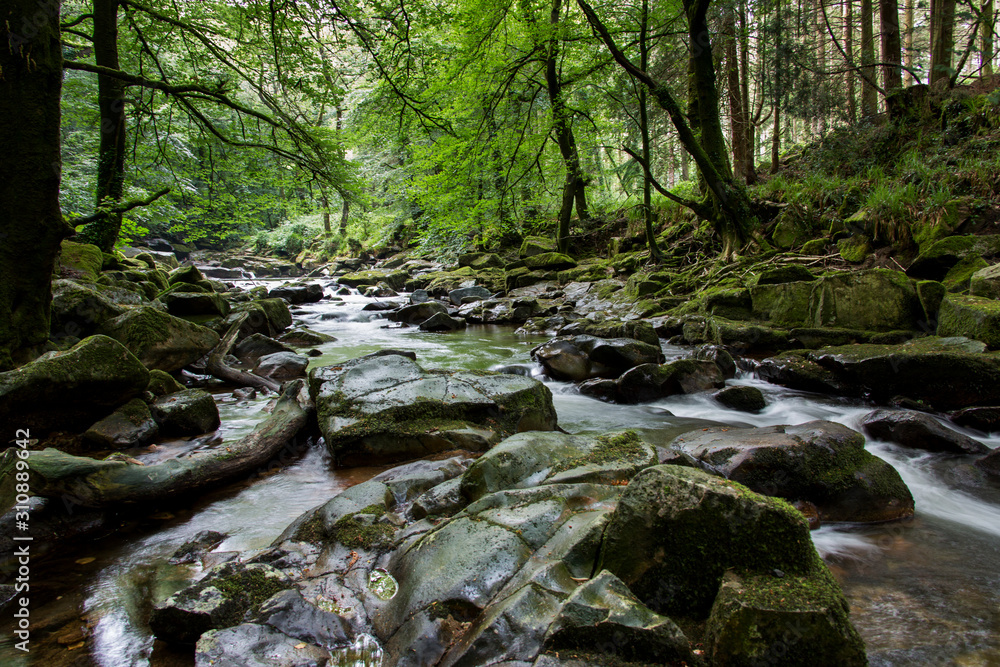 Obraz premium Bach im tiefsten Wald
