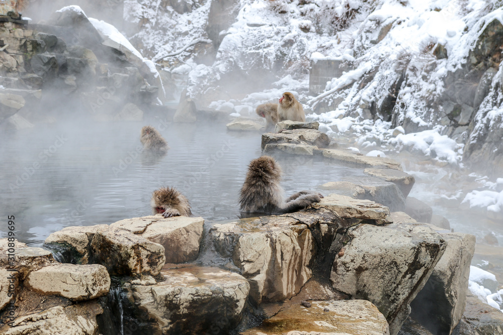 Fototapeta premium Wild monkeys at Jigokudani hotspring (Japan) 