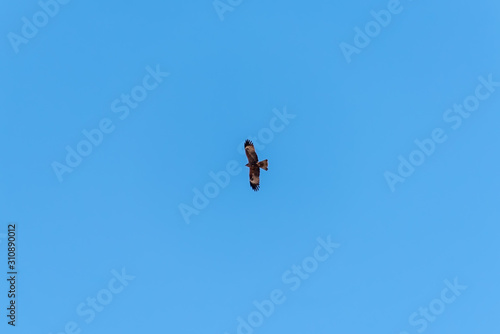 Bird of prey buzzard in the sky