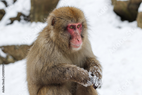 Wild monkeys at Jigokudani hotspring (Japan) © Kevin