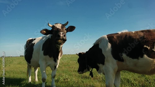 Black white cow on village pasture. Cow farm scene. Black white cow portrait. Black white cow grazing. Two black and white cows standing in a pasture under a blue sky and a straight horizon
