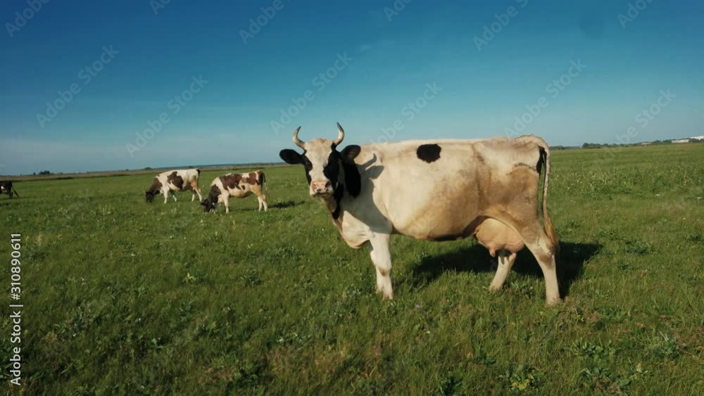 Black white cow on village pasture. Cow farm scene. Black white cow portrait. Black white cow grazing. Two black and white cows standing in a pasture under a blue sky and a straight horizon Black white cow on village pasture. Cow farm scene. Black white cow portrait. Black white cow grazing. Two black and white cows standing in a pasture under a blue sky and a straight horizon