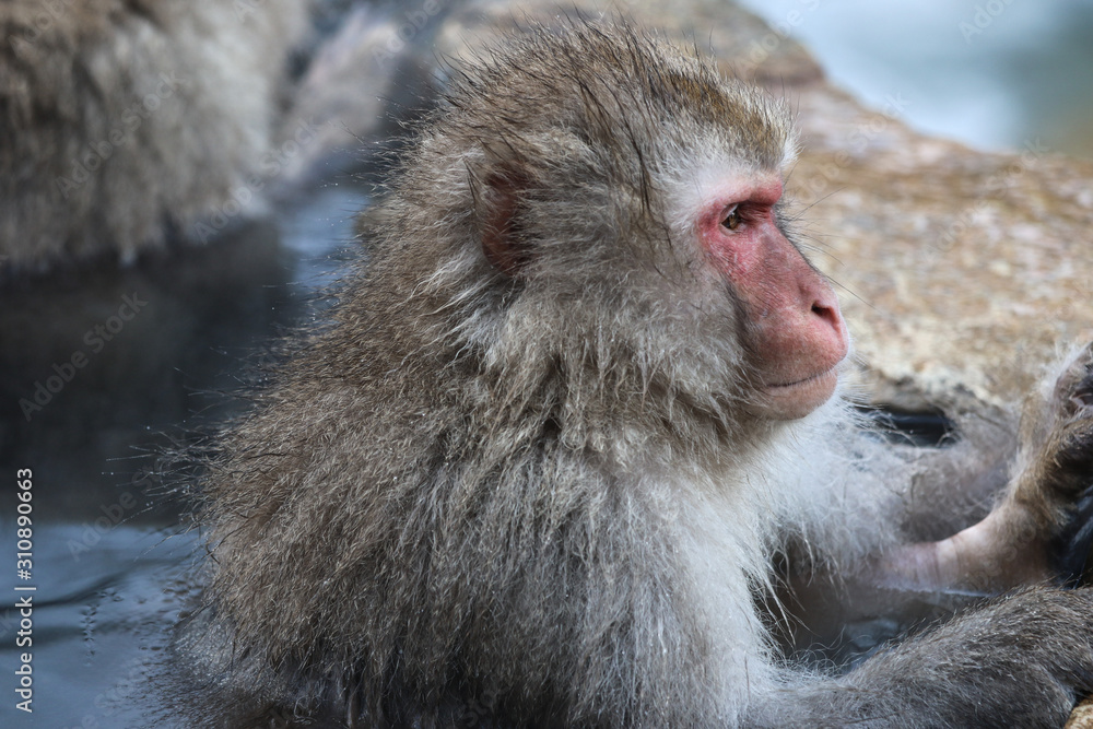 Fototapeta premium Wild monkeys at Jigokudani hotspring (Japan)