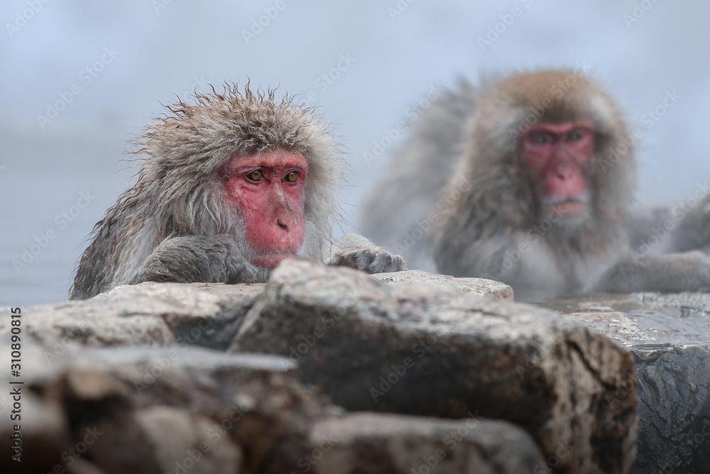 Naklejka premium Wild monkeys at Jigokudani hotspring (Japan)