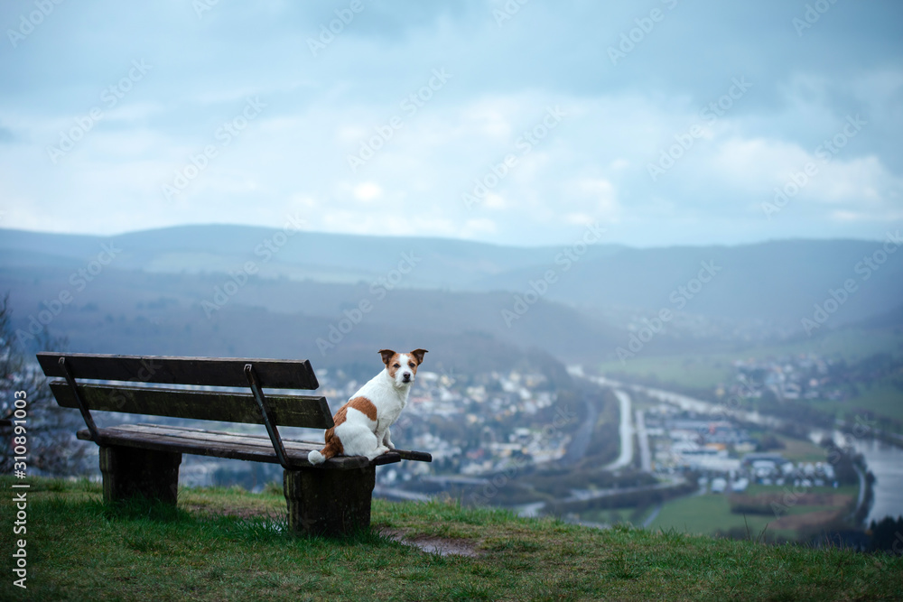the dog on the bench sits and looks at the view. Landscape with pet.