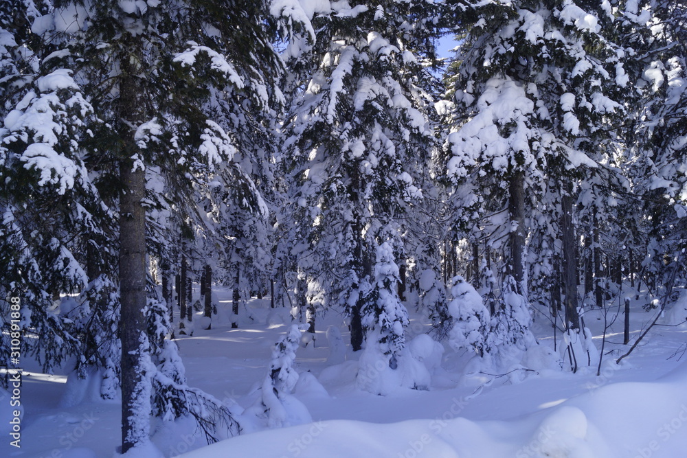 Fototapeta premium winter in the forest