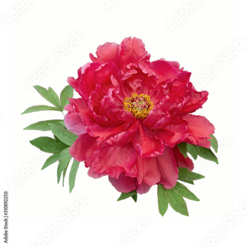A beautiful red peony and a few green leaves is isolated on a white background.