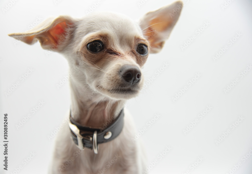 Portrait of a small white dog, Russian toy Terrier, on a light background.