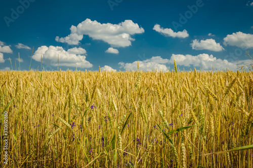 Wheat field with flowers against the sky and clouds