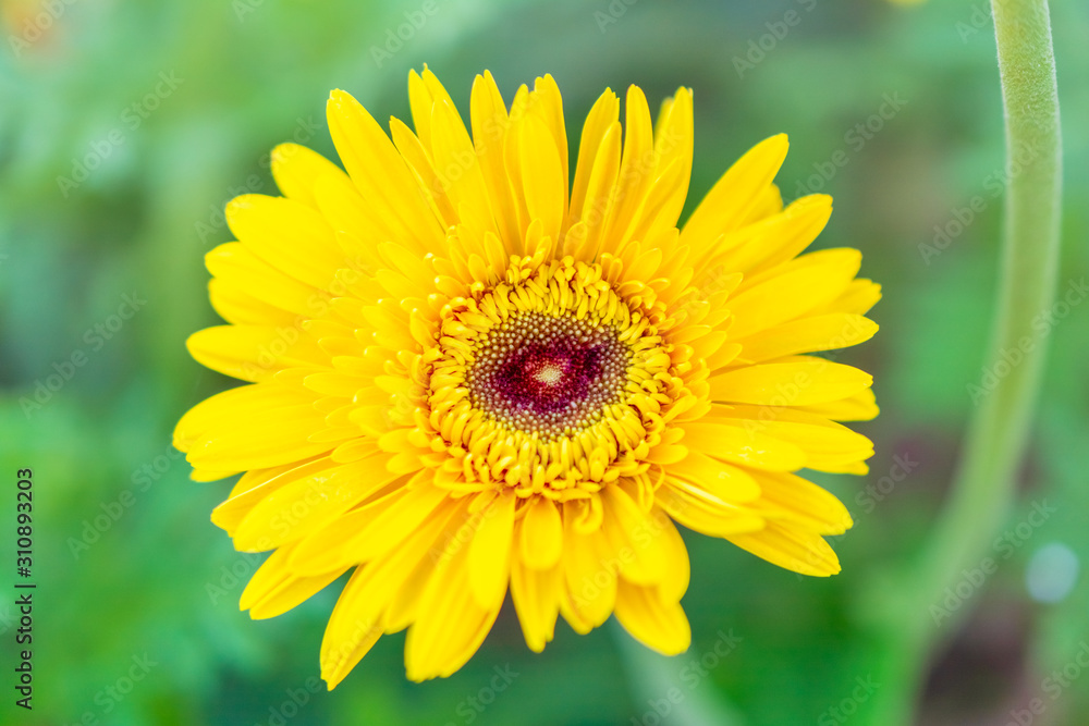 Obraz premium Close-up a beautiful blossom yellow flower