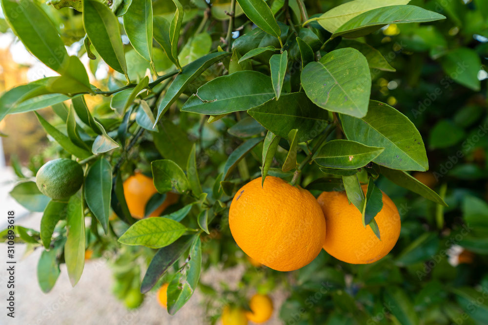 Orangenbaum | Mallorca | Spanien