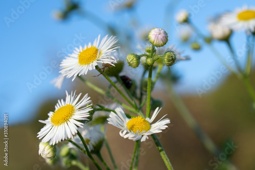 The branch of chamomile flowers with small spider