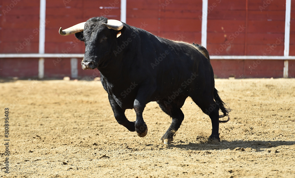 powerful bull running 