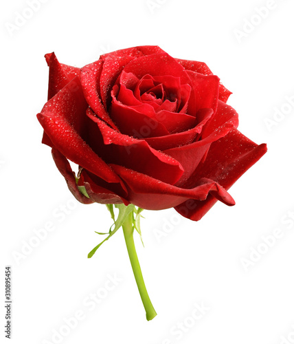 Red rose flower