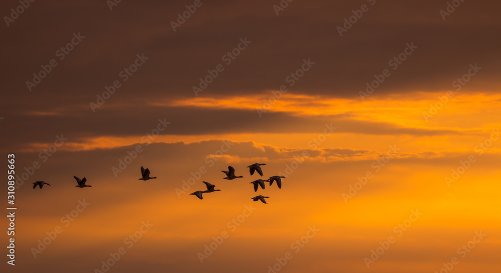 Silhouette of flying wild geese at sunset. Silhouette of migratory birds in the orange evening sky. Wildlife concept.