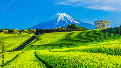 富士山と茶畑と青い空