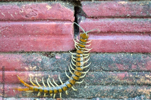 Centipede perching on brick wall 