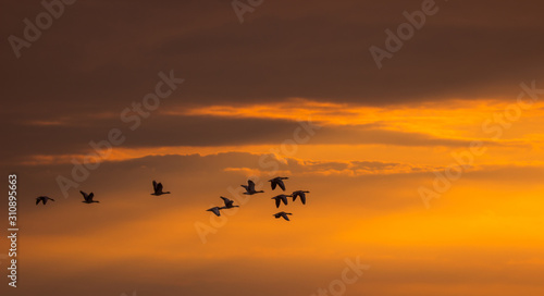 Silhouette of flying wild geese at sunset. Silhouette of migratory birds in the orange evening sky. Wildlife concept. © mxbfilms