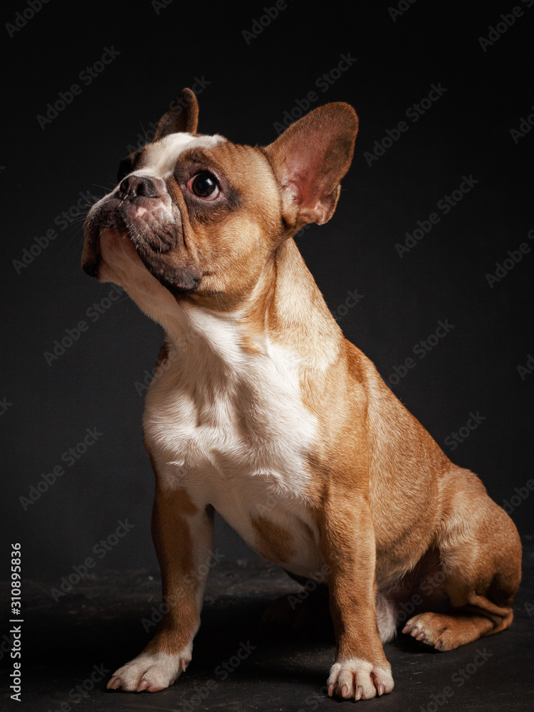 young french bulldog sitting on a black background.