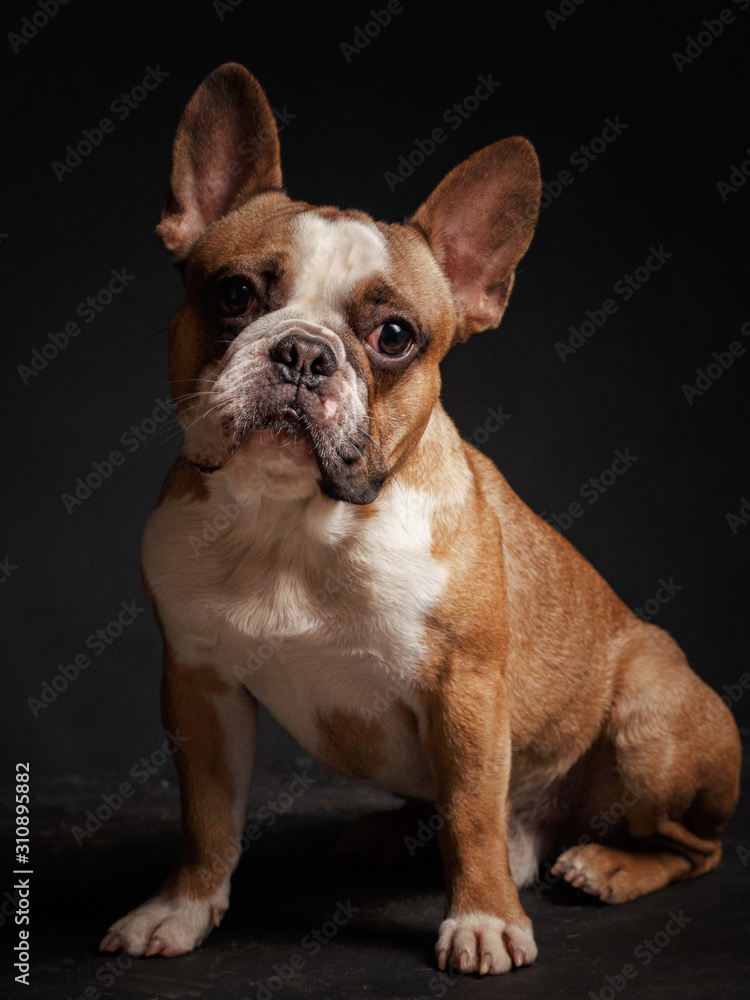Fototapeta premium young french bulldog sitting on a black background.