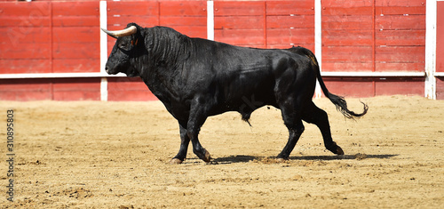 powerful bull running 