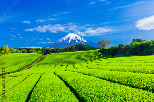 富士山と茶畑と青い空