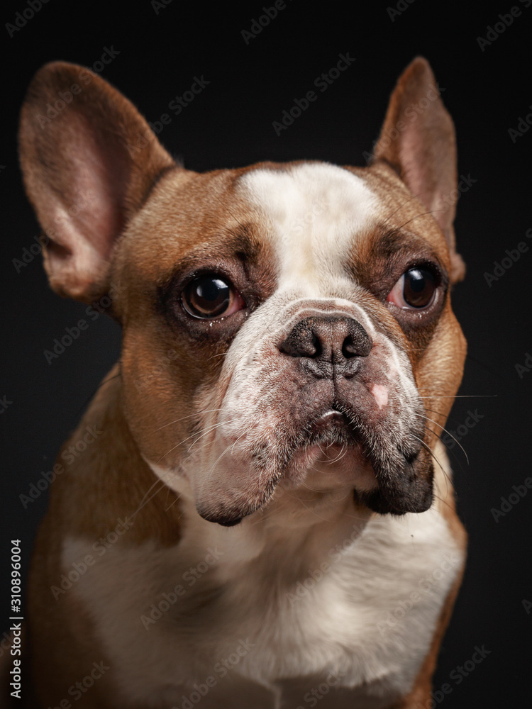 young french bulldog sitting on a black background.