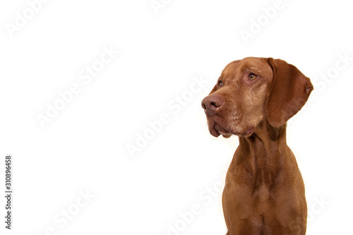 portrait hungarian hound pointer vizsla dog looking side. isolated on white background.