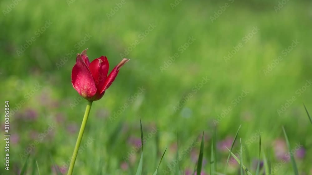 Red tulip swaying in the wind. Blurred green grass backgroung. Red tulip swaying in the wind. Blurred green grass backgroung.