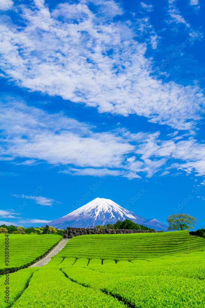 Naklejka premium 富士山と茶畑と青い空